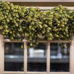 Хмелови гирлянди (0)