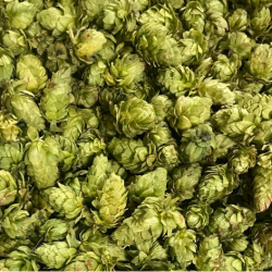 Сухи цели шишарки хмел (1)