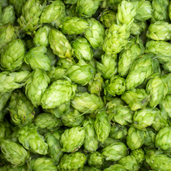 Пресни шишарки хмел (12)