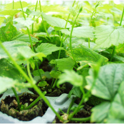 Живи растения хмел (0)